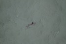 Missing Picture